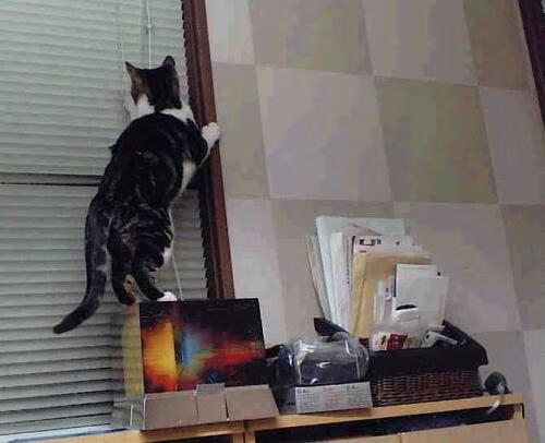 瑞典团队乒乓战术:如何利用反手技术创造优势,瑞典乒乓球厉害吗