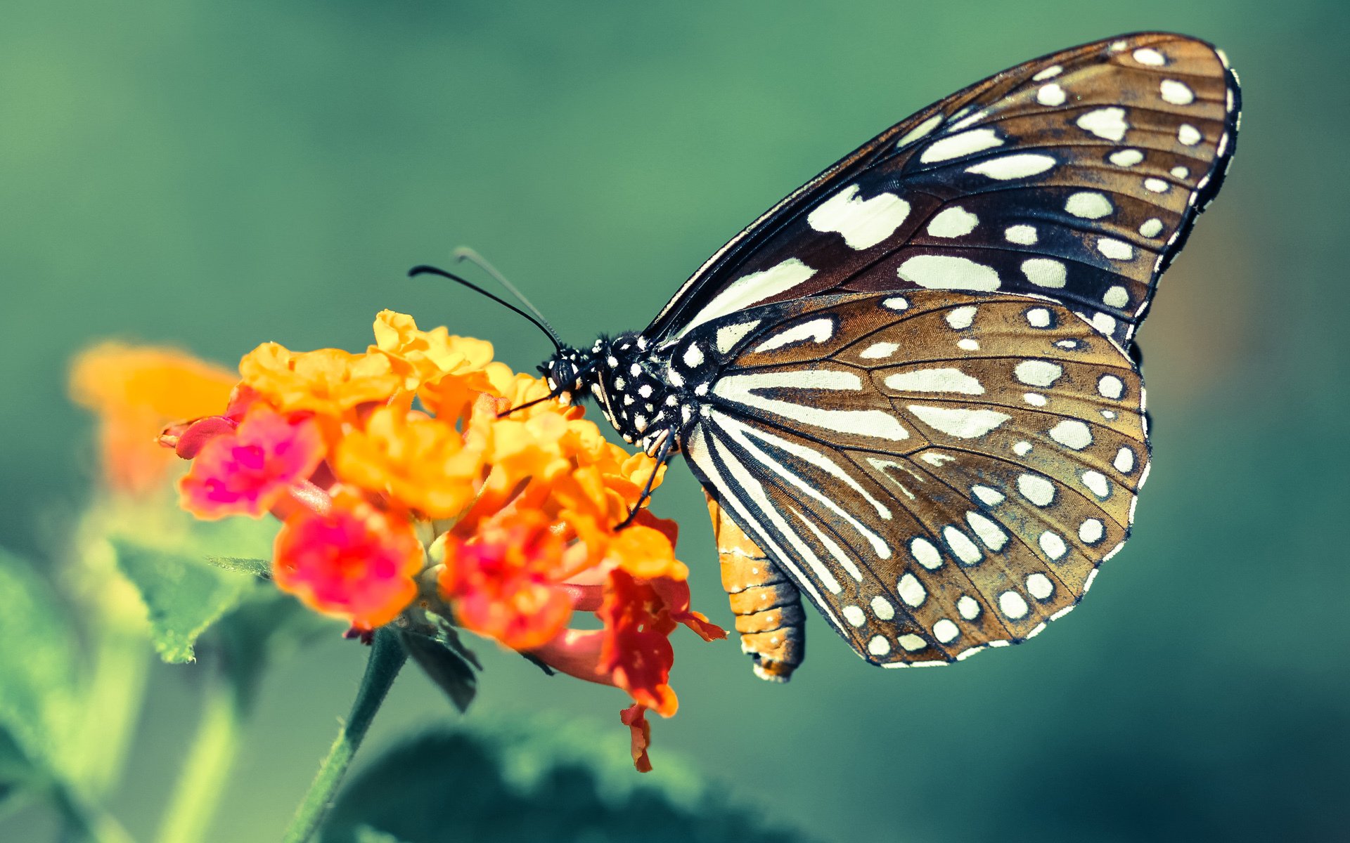 二次进攻设计多样造成持续压力,二次进攻犯规吗